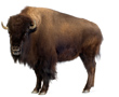 buffalo